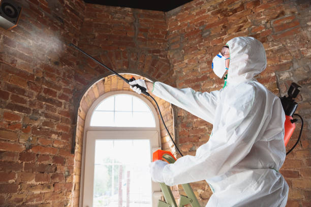 Best Black Mold Removal  in Snowflake, AZ